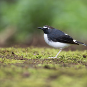 Sunda Forktail