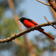 Sunda Minivet