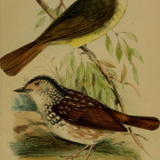 Sunda Pygmy Babbler