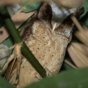Sunda Scops Owl
