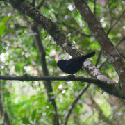 Sunda Whistling-Thrush