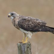 Swainson's Hawk