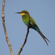 Swallow-tailed Bee-eater