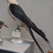 Swallow-tailed Kite