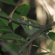 Swallow-tailed Manakin