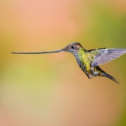 Sword-billed Hummingbird