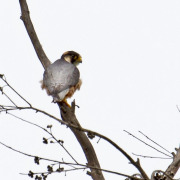 Taita falcon