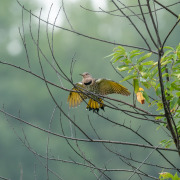 Taiwanese Collared Kingfisher
