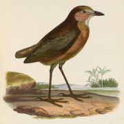 Tawny Antpitta