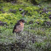 Tawny Antpitta