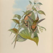 Tawny-bellied Hermit