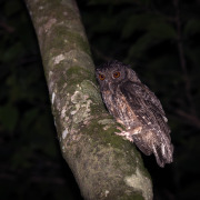 Tawny-bellied Screech Owl