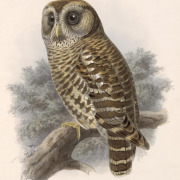 Tawny-browed Owl