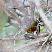 Tawny-chested Flycatcher