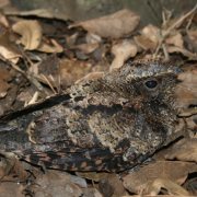 Tawny-collared Nightjar