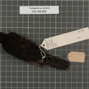 Tawny-crested Tanager