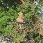 Tawny Eagle