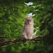 Tawny Owl