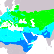 Tawny Pipit