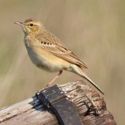 Tawny Pipit