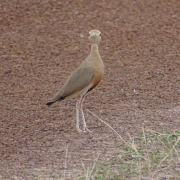Temminck's Courser