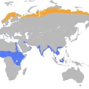 Temminck's Stint