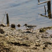 Temminck's Stint
