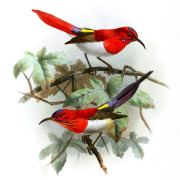 Temminck's Sunbird