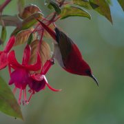 Temminck's Sunbird