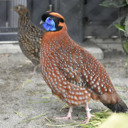 Temminck's tragopan
