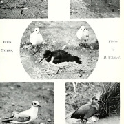 Tenuirostral Rail