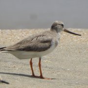 Terek Sandpiper