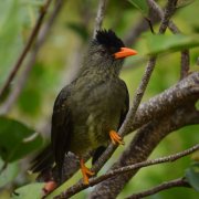 Thick-billed Bulbul