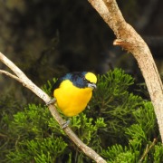 Thick-billed Euphonia