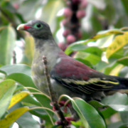 Thick-billed Green Pigeon