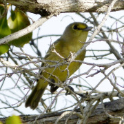 Thick-billed Vireo