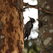Three-toed woodpecker