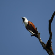 Three-wattled Bellbird
