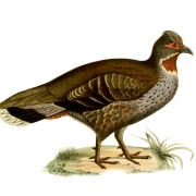 Tibetan Snowcock
