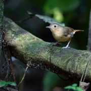 Tickell's babbler
