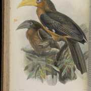 Tickell's Brown Hornbill