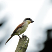 Tiger Shrike