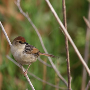 Tinkling Cisticola