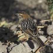 Tinkling Cisticola