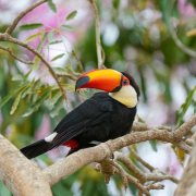 Toco Toucan