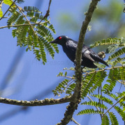 Tongan Starling