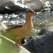 Torrent Duck