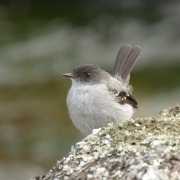 Torrent Tyrannulet