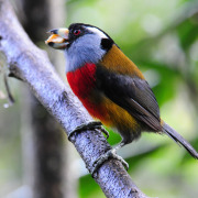 Toucan Barbet