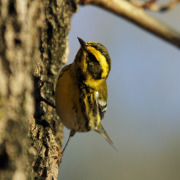 Townsend's Warbler